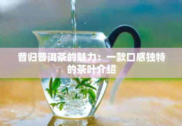 昔归普洱茶的魅力：一款口感独特的茶叶介绍