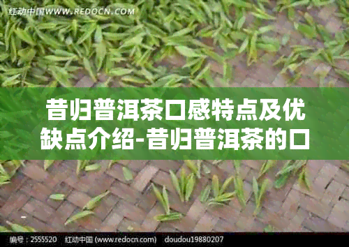 昔归普洱茶口感特点及优缺点介绍-昔归普洱茶的口感特点