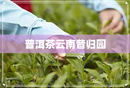 普洱茶云南昔归园