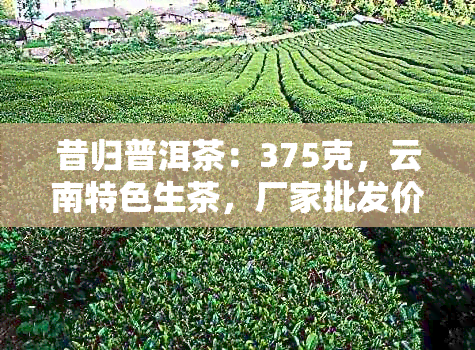 昔归普洱茶：375克，云南特色生茶，厂家批发价