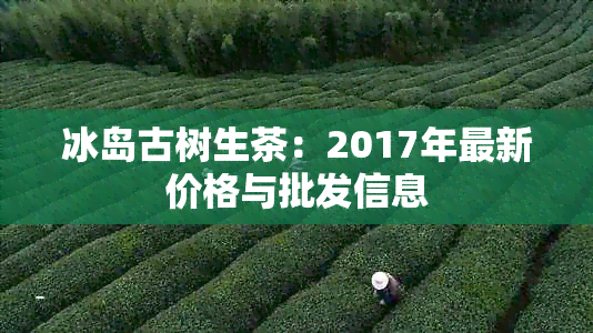 冰岛古树生茶：2017年最新价格与批发信息