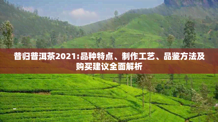 昔归普洱茶2021:品种特点、制作工艺、品鉴方法及购买建议全面解析