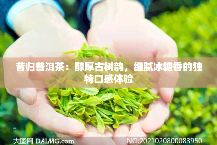 昔归普洱茶：醇厚古树韵，细腻冰糖香的独特口感体验