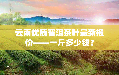 云南优质普洱茶叶最新报价——一斤多少钱？