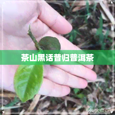 茶山黑话昔归普洱茶