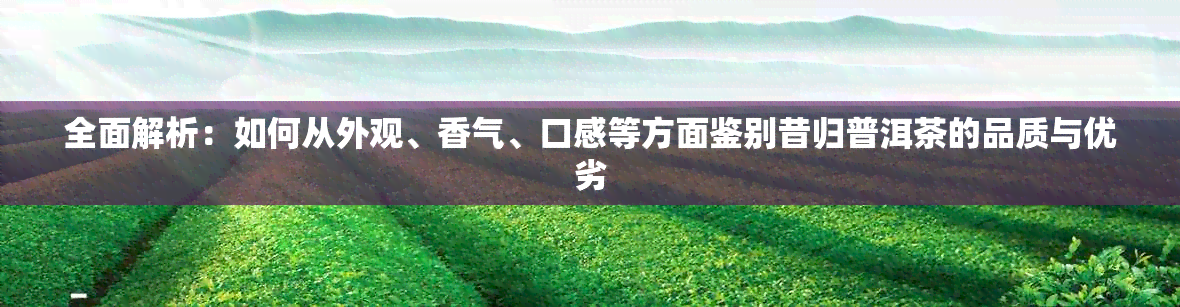 全面解析：如何从外观、香气、口感等方面鉴别昔归普洱茶的品质与优劣