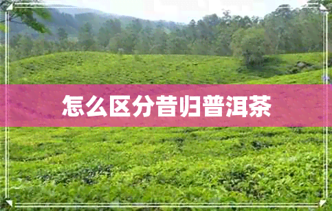 怎么区分昔归普洱茶