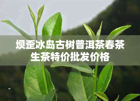 坝歪冰岛古树普洱茶春茶生茶特价批发价格