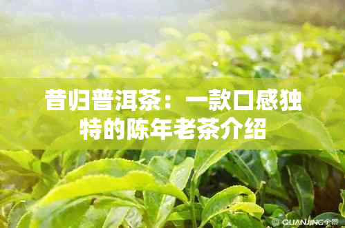 昔归普洱茶：一款口感独特的陈年老茶介绍