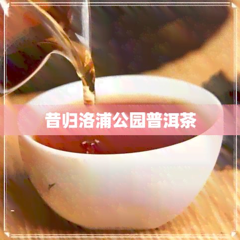 昔归洛浦公园普洱茶