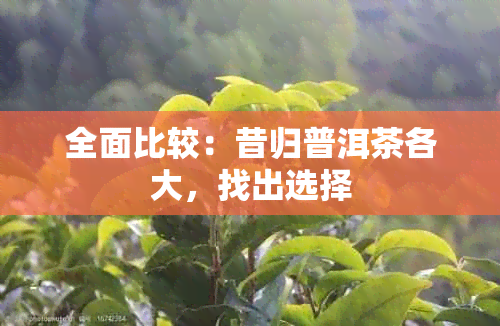 全面比较：昔归普洱茶各大，找出选择