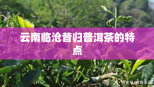 云南临沧昔归普洱茶的特点