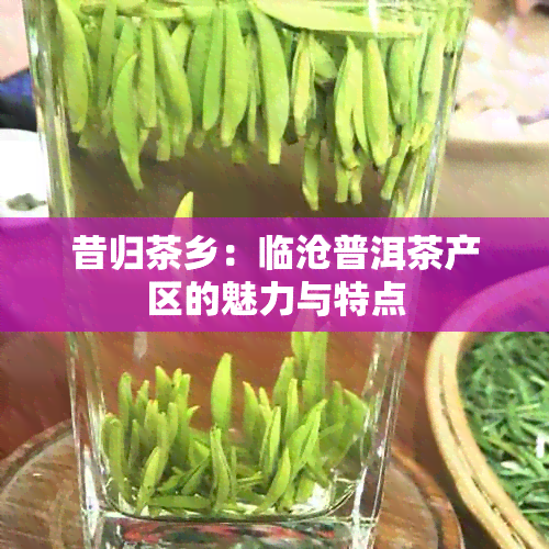 昔归茶乡：临沧普洱茶产区的魅力与特点