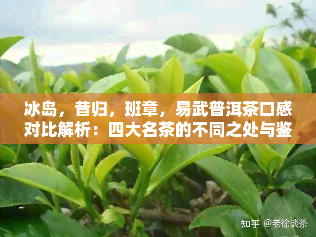 冰岛，昔归，班章，易武普洱茶口感对比解析：四大名茶的不同之处与鉴技巧