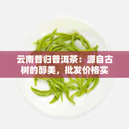 云南昔归普洱茶：源自古树的醇美，批发价格实