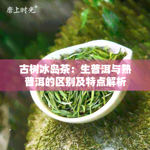 古树冰岛茶：生普洱与熟普洱的区别及特点解析