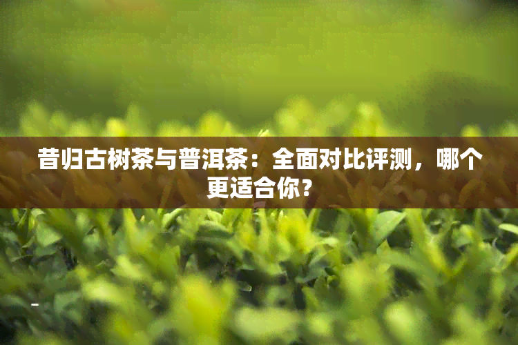 昔归古树茶与普洱茶：全面对比评测，哪个更适合你？