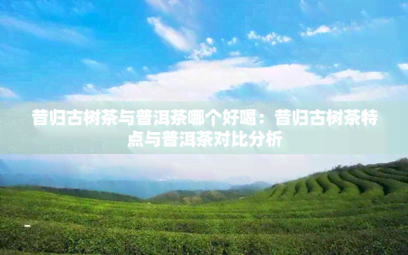 昔归古树茶与普洱茶哪个好喝：昔归古树茶特点与普洱茶对比分析