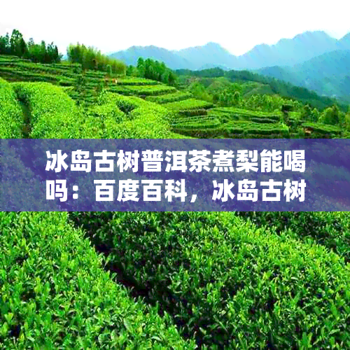 冰岛古树普洱茶煮梨能喝吗：百度百科，冰岛古树普洱茶功效与饮用方式