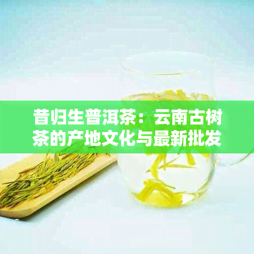 昔归生普洱茶：云南古树茶的产地文化与最新批发价格