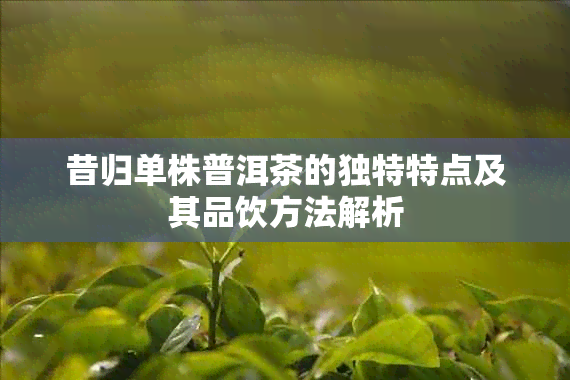 昔归单株普洱茶的独特特点及其品饮方法解析