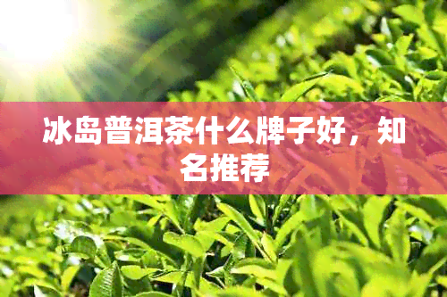 冰岛普洱茶什么牌子好，知名推荐