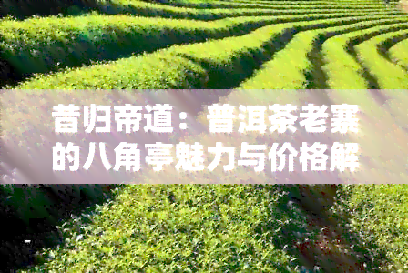 昔归帝道：普洱茶老寨的八角亭魅力与价格解析