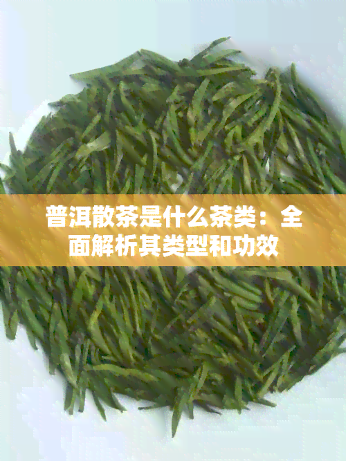 普洱散茶是什么茶类：全面解析其类型和功效