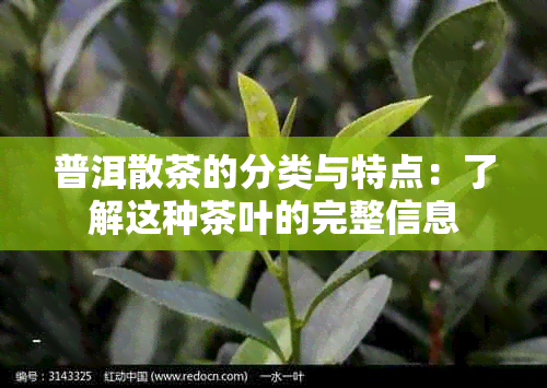 普洱散茶的分类与特点：了解这种茶叶的完整信息