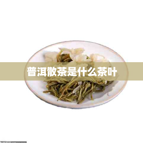 普洱散茶是什么茶叶