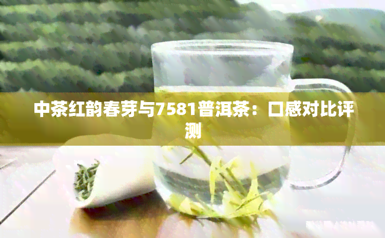 中茶红韵春芽与7581普洱茶：口感对比评测