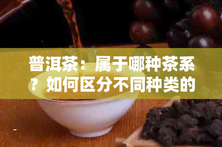 普洱茶：属于哪种茶系？如何区分不同种类的普洱茶？