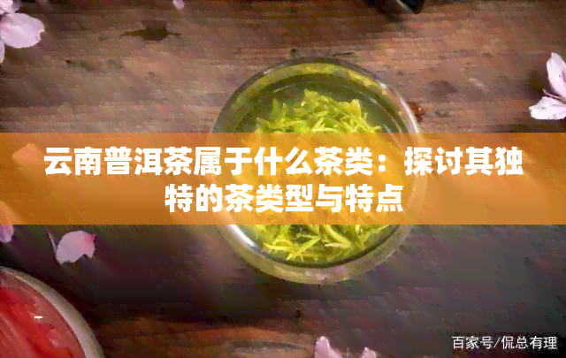 云南普洱茶属于什么茶类：探讨其独特的茶类型与特点