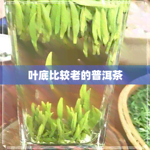 叶底比较老的普洱茶