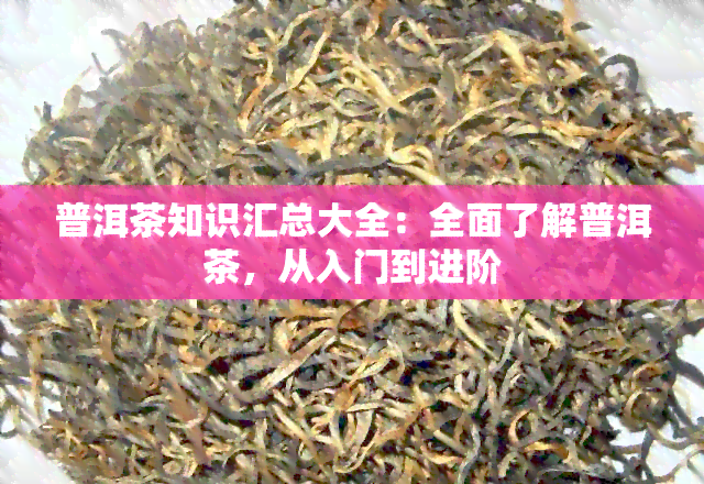 普洱茶知识汇总大全：全面了解普洱茶，从入门到进阶