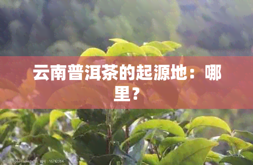 云南普洱茶的起源地：哪里？