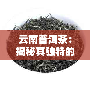 云南普洱茶：揭秘其独特的起源地和丰富的历文化底蕴