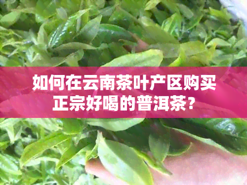 如何在云南茶叶产区购买正宗好喝的普洱茶？