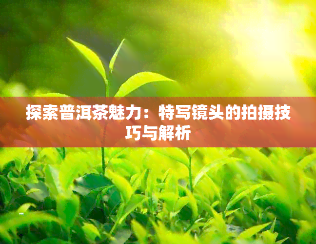 探索普洱茶魅力：特写镜头的拍摄技巧与解析