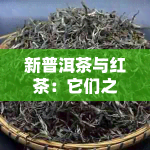 新普洱茶与红茶：它们之间的区别、特点以及选购指南