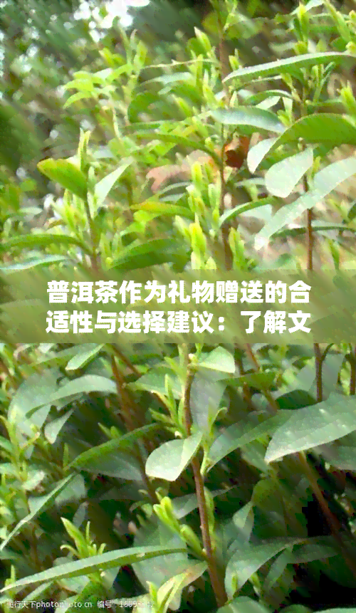 普洱茶作为礼物赠送的合适性与选择建议：了解文化俗与送礼禁忌