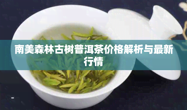 南美森林古树普洱茶价格解析与最新行情