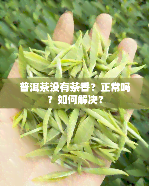 普洱茶没有茶香？正常吗？如何解决？