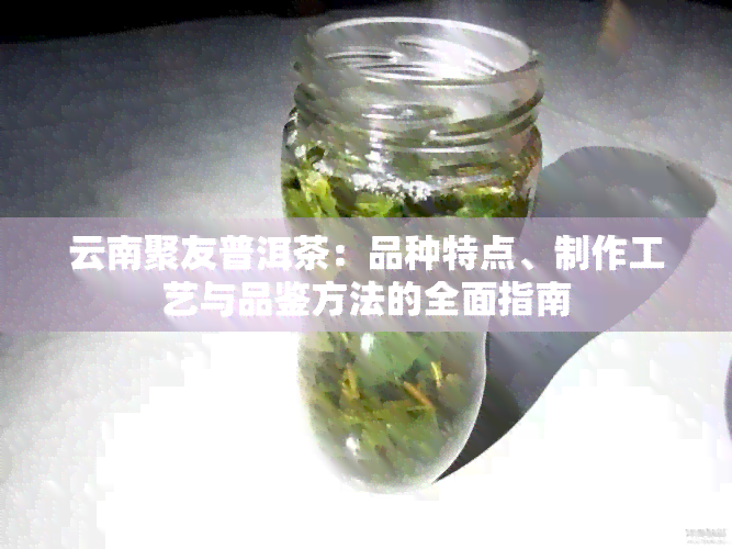 云南聚友普洱茶：品种特点、制作工艺与品鉴方法的全面指南