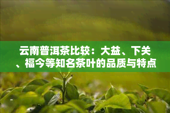 云南普洱茶比较：大益、下关、福今等知名茶叶的品质与特点分析