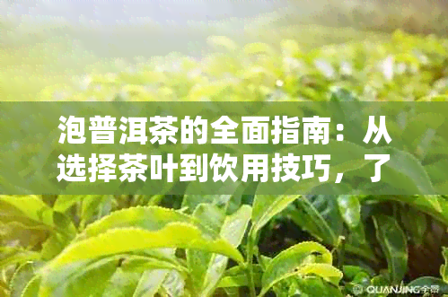 泡普洱茶的全面指南：从选择茶叶到饮用技巧，了解所有你需要知道的关键因素