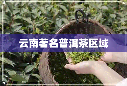 云南著名普洱茶区域