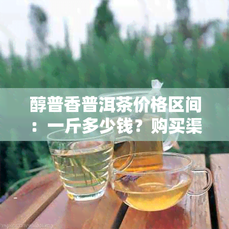 醇普香普洱茶价格区间：一斤多少钱？购买渠道有哪些？如何鉴别真伪？