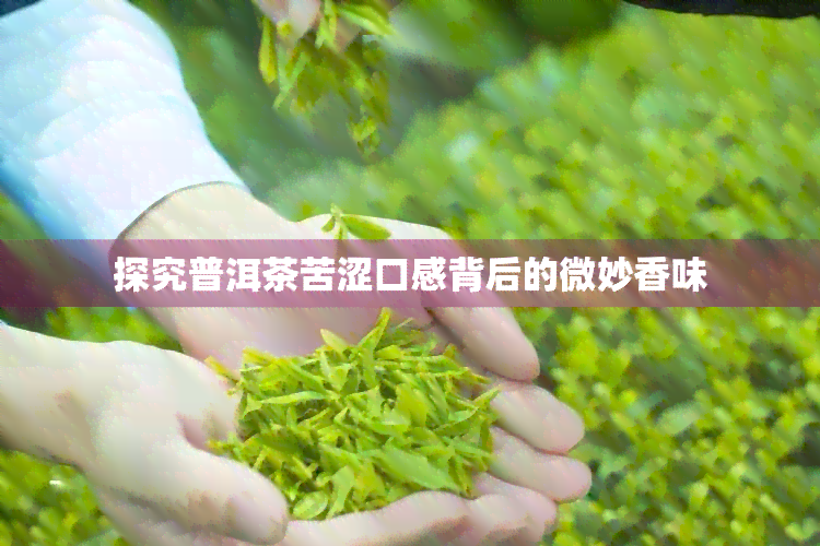 探究普洱茶苦涩口感背后的微妙香味