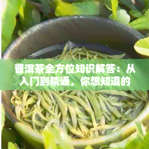 普洱茶全方位知识解答：从入门到精通，你想知道的都在这里！